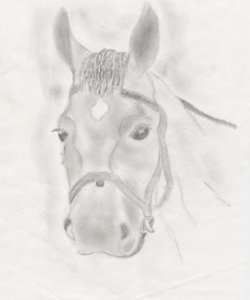A foal